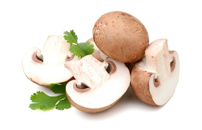 الفطر الفطر