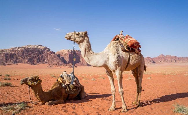 لماذا لحم الابل ينقض الوضوء