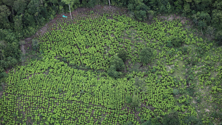 زيادة في قدرات إنتاج الكوكايين بكولومبيا خلال 2019