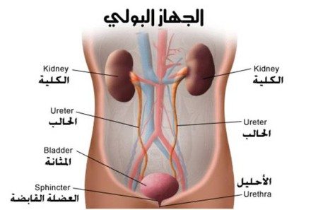 الجهاز البولي