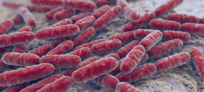 08e5157c47bea03c51d56fb51ef5b979-1 النبيت الطبيعي أو البكتيريا النافعة في جسم الإنسان