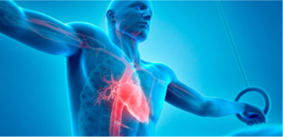 0d2185a09ac77e919bfda0757d5e7417-1 الجهاز الهضمي والقلب