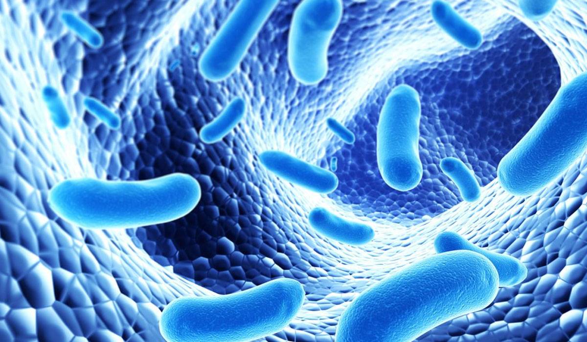 البروبيوتيك