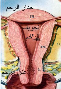 الرحم