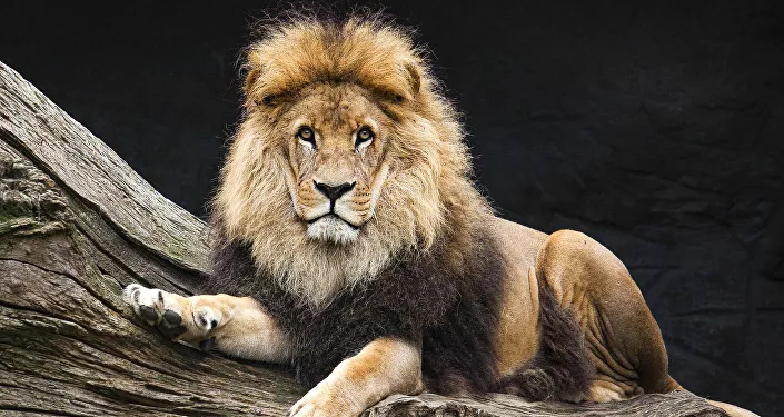 أسد