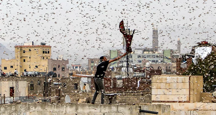 رجل يحاول التقاط جراد يطير فوق مدينة صنعاء، اليمن 28 يوليو، تموز 2019