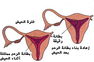 رحم