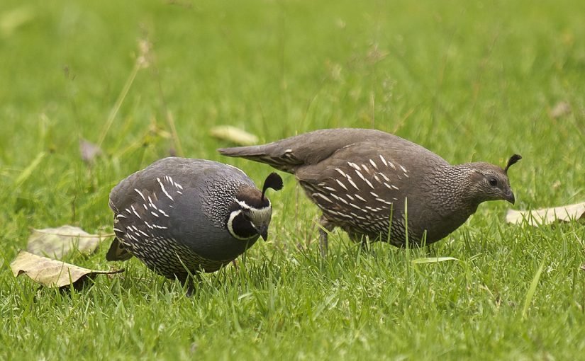1200px-callipepla_californica_lc0242-825x510-2 معلومات عن طيور السمان