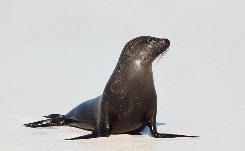 1200px-galapagos_sea_lion-825x510-2 معلومات عن كلب البحر للاطفال