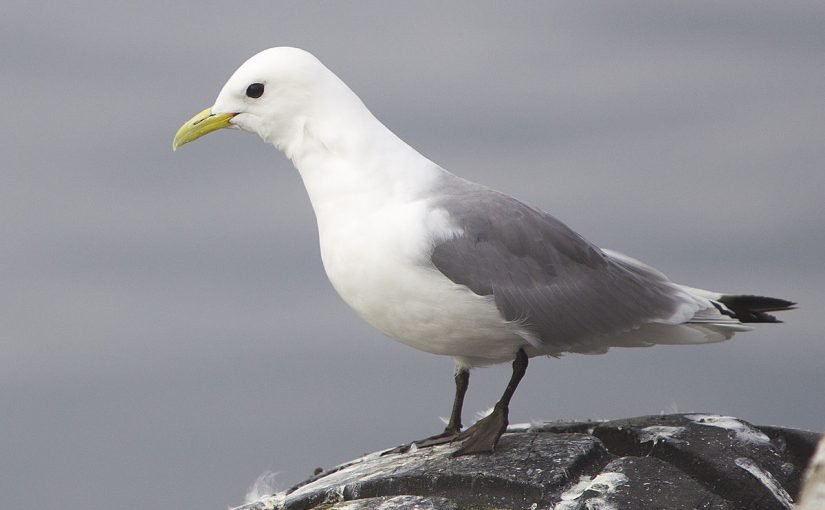 1200px-rissa_tridactyla_vardc3b8_2012-825x510-2 تقرير عن طائر النورس