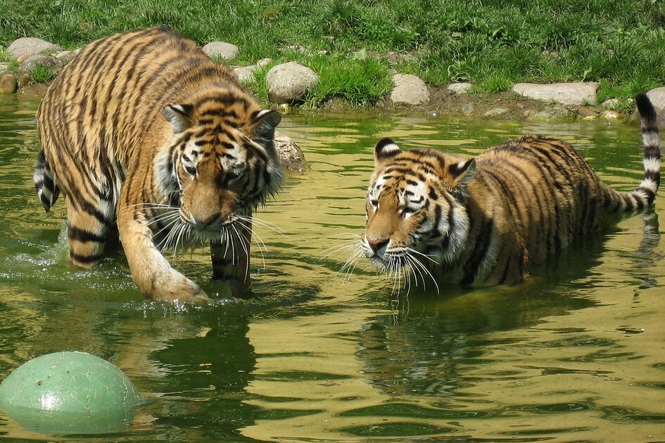 1200px-sibirian_tiger_schc3b6nbrunn02