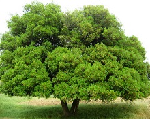 بين سيرتين: موسى عليه السلام  وعمر رضي الله عنه