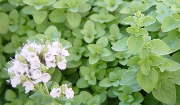 فوائد البردقوش للتخسيس