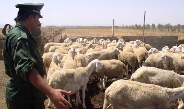 عين تموشنت: الدرك يسترجع حوالي 30 راس من الغنم ويوقف شخصين