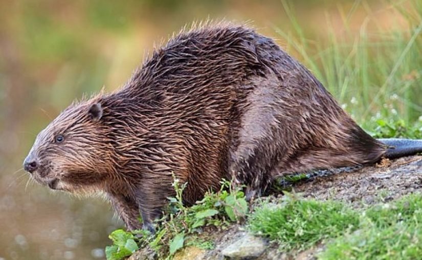 1512480958-825x510-2 ما هو حيوان القندس