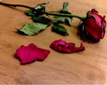 المرأة في الإعلام