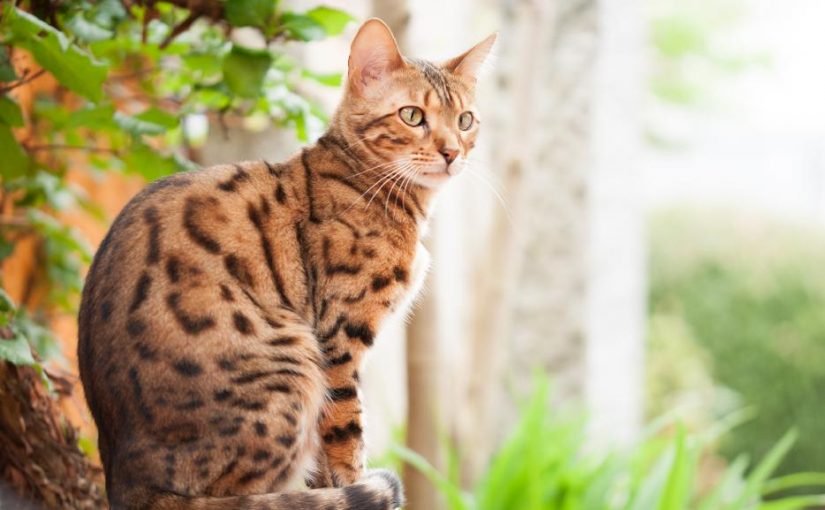 170350_max-825x510-2 القط البنغالى