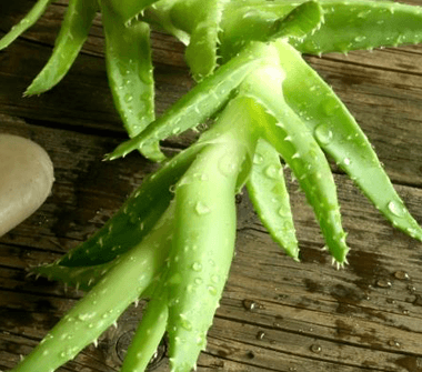 الصبار وفوائد مذهلة لجمالك: