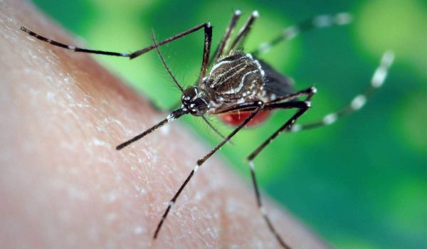 علاج قرص الناموس