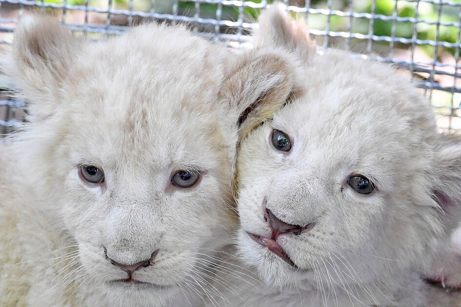 20160608_zaa_d20_247