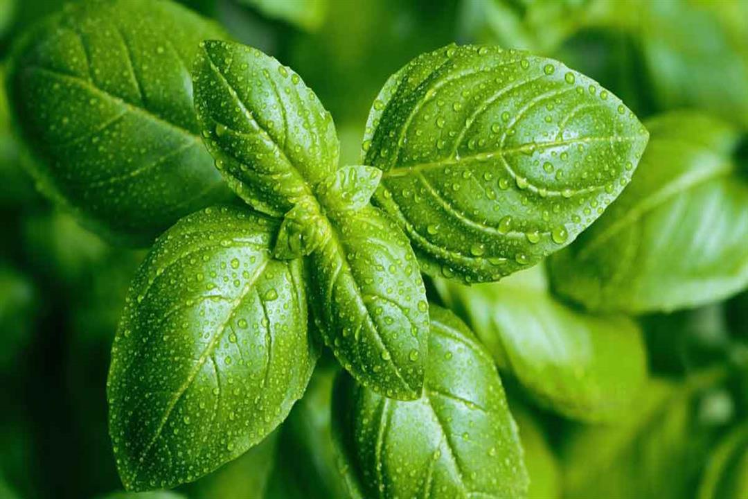 تقوية المناعة من بينها.. فوائد صحية لا تتوقعها للريحان