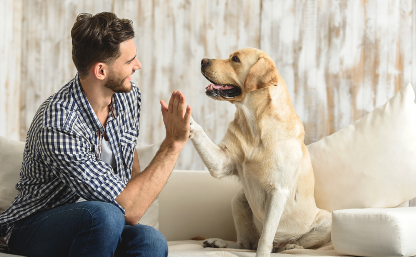 2139888-825x510-2 قوانين امتلاك الكلاب في دبي