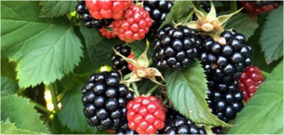 31595c8439573208840799b4f878d51a-1 فوائد ورق التوت