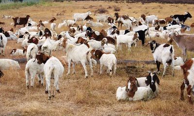 Google goats