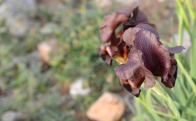 402017-825x510-2 معلومات عن السوسنة السوداء