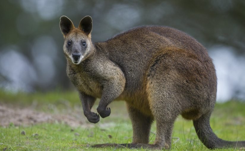 41946771185_f8e3d0c83c_k-825x510-2 حيوان الولب