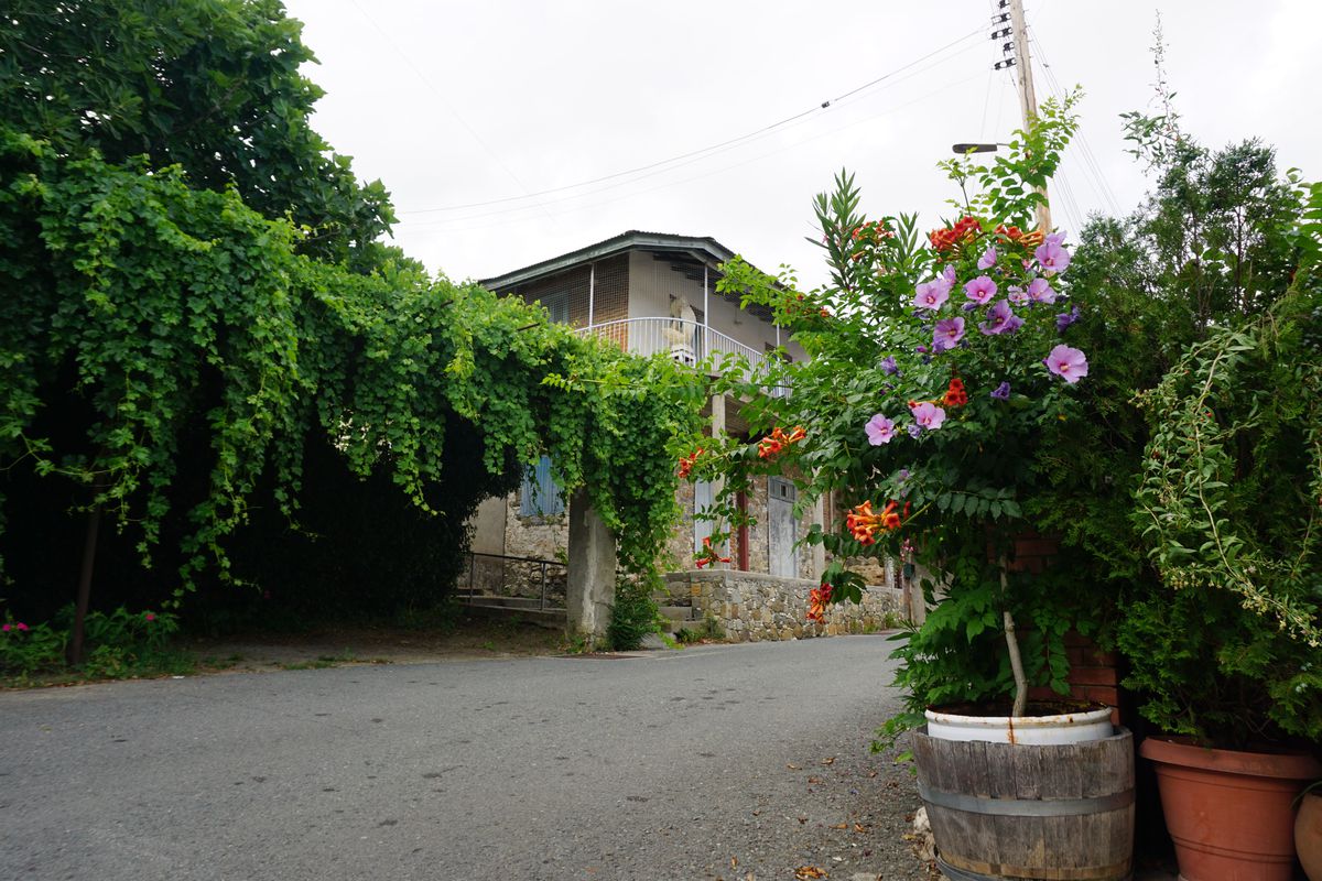 قرية بلاتريس قرية بلاتريس