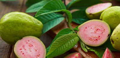4f8c730d1d6d7142633582c9c0093f28-1 الفوائد الغذائية والعلاجية لأوراق الجوافة