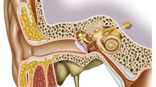 54ef27c119752article_2889_1-1 السوائل خلف الطبله