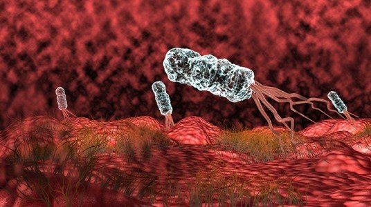 55f678a790cddarticle_3169_1-1 جرثومة المعدة (البكتيريا الحلزونية)