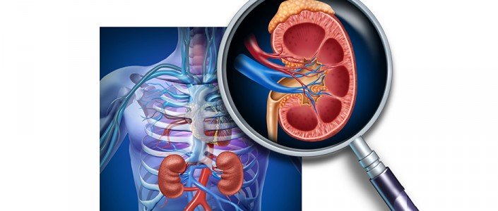 56e698ead59e6article_3418_1-1 نصائح طبية للوقاية من تشكل الحصيات الكلوية