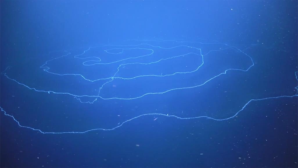 علماء المحيطات يكتشفون أطول مخلوق بحري على الإطلاق يبلغ طول هذا الكائن الحي ما يزيد على 45 مترا (نيويورك تايمز)