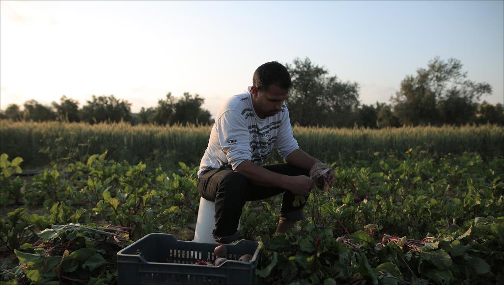 غزة.. أزمة فيروس كورونا تحاصر المزارعين سليم قديح يعاني من إغلاق الأسواق وتراكم المحاصيل جون بيع بسبب كورونا (الجزيرة)