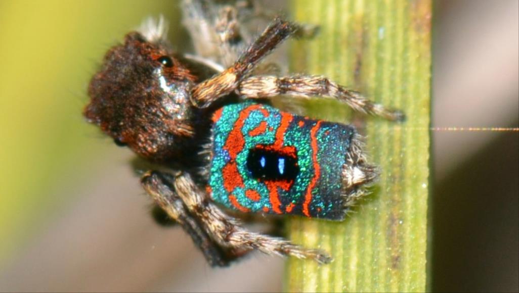 عناكب فان غوخ.. اكتشاف سبعة أنواع من عناكب الطاووس رغم ما تظهره من تفاصيل لونية باهرة، لا يتجاوز عناكب الطاووس حجم حبة الأرز (ويكيميديا كومونز)