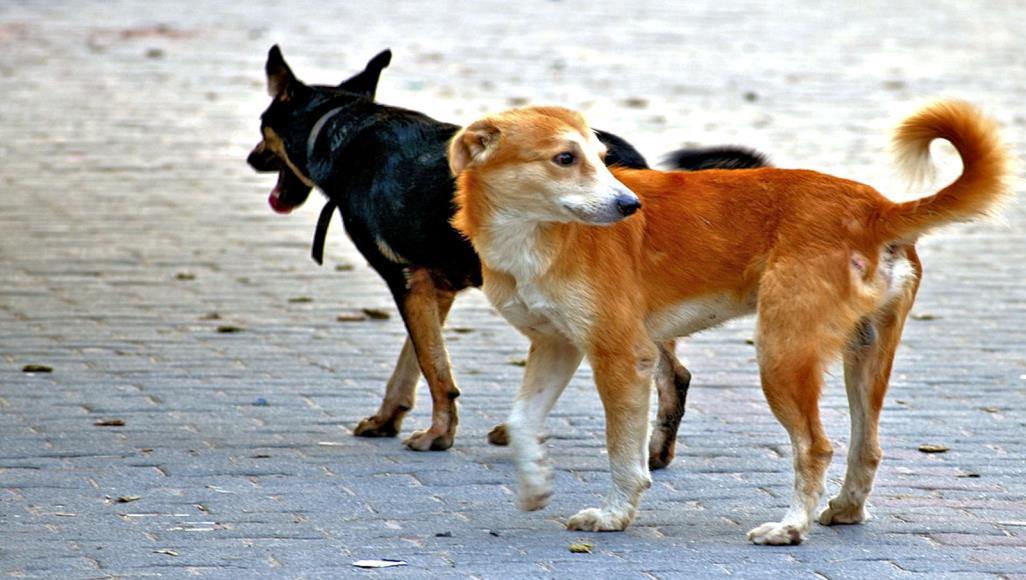 الكلاب الضالة تضاف إلى لائحة الاتهام بنقل فيروس كورونا للإنسان يؤكد الباحث أن فيروس كورونا انتقل إلى البشر عن طريق الكلاب الضالة التي اكتسبت العدوى من أكل الخفافيش (بيكسابي)