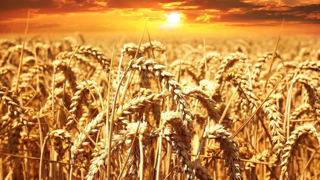 كورونا.. هل تدفع دول العالم للاكتفاء الذاتي من الغذاء؟ اعتمدت الدراسة على ست مجموعات من المحاصيل الرئيسية ومنها الحبوب المعتدلة التي تضم القمح والشعير (بيكسابي)