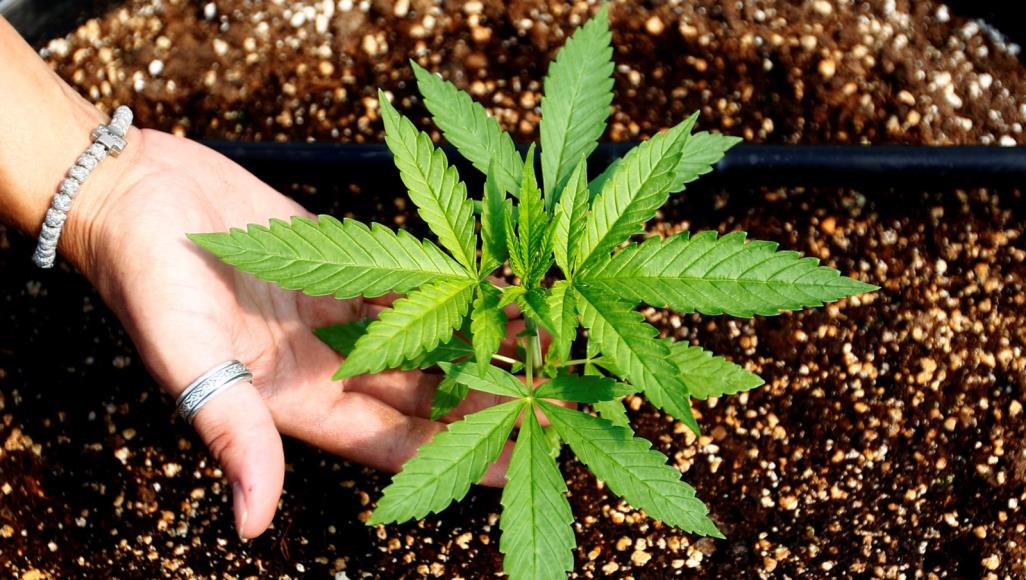 وصفت بـ"حفلة تدويخ".. برلمان لبنان يقرّ زراعة "الحشيش" السلطات اللبنانية تهدف من تقنين زراعة الحشيش إلى الاستفادة من العائدات الضخمة لزراعته (رويترز)