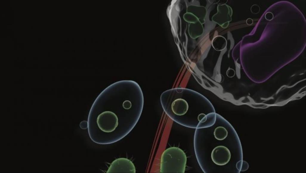 باحث سوري يشارك بكشف أسرار البناء الذاتي للخلايا الحية التجمع الذاتي هو عملية تكتسب الجزيئات من خلالها ترتيبا محددا بفضل ديناميكيتها الذاتية (يوريك ألرت)