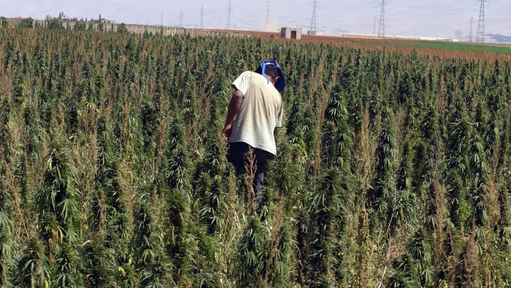 مليار دولار واستخدامه طبي.. ما خلفيات إقرار البرلمان اللبناني زراعة الحشيش؟ مزراع في حقل حشيش شمال سهل البقاع اللبناني (الجزيرة)