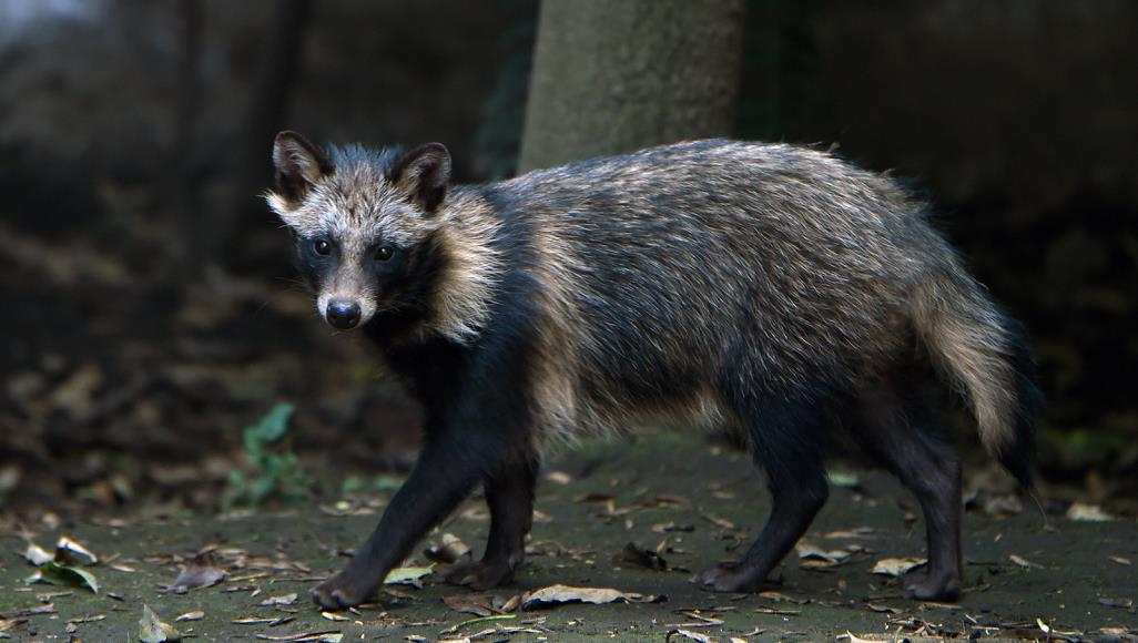 تجارب صينية مشبوهة قد تكون وراء تفشي كورونا.. وحيوان جديد بقفص الاتهام العالم الألماني كريستيان دروستن يرى أن كلب الراكون هو الحيوان المسؤول عن انتقال كورونا للبشر (الفرنسية)