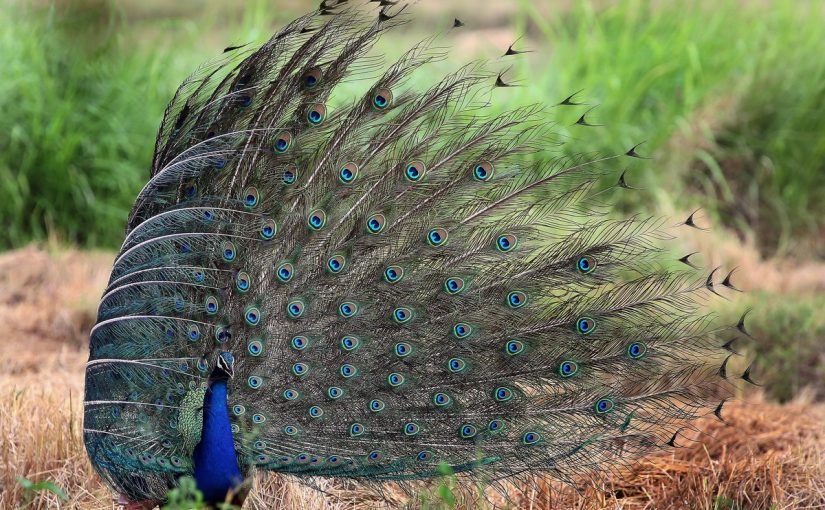 678ef38b8fe8-825x510-2 معلومات عن الطاووس