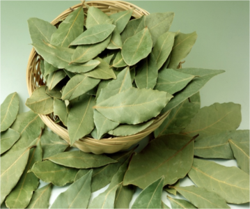 أوراق الغار تفيد في علاج عشرات الأمراض