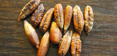 93a17c4aee51f9f2cbc6790efd2d3706-1 فوائد نواة التمر