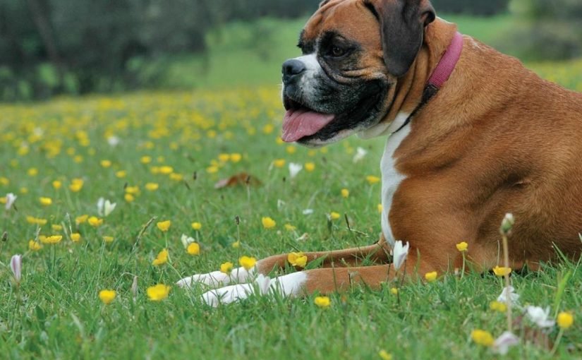 954-825x510-2 ما هو كلب البوكسر