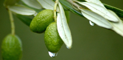 99c0e715833ba77ec5a2c8ea0c4737a9-1 فوائد أوراق الزيتون