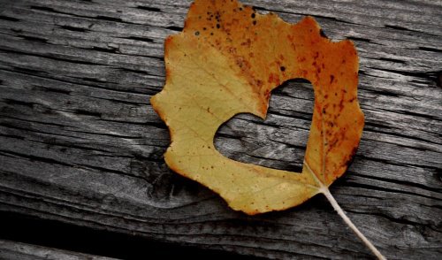 ورقة شجر بها قلب محفور بمنتصفها